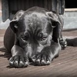 Éclampsie chez la chienne